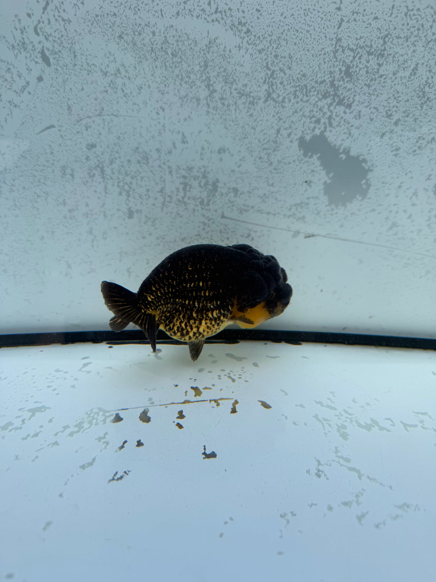 Dragonhead Ranchu. WVF1157