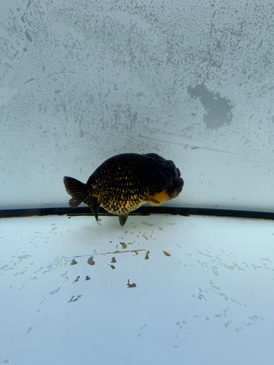 Dragonhead Ranchu. WVF1157