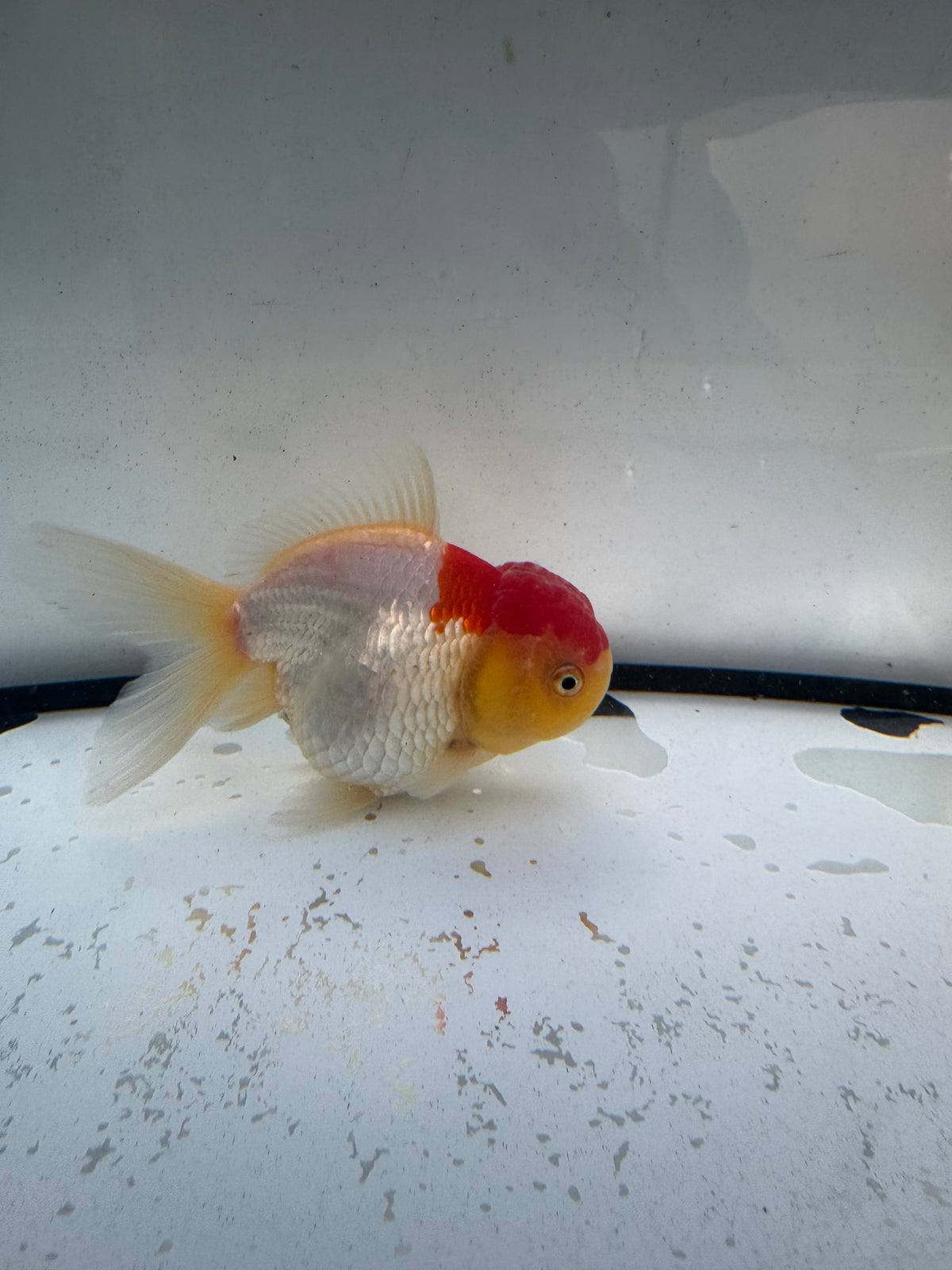 Red&white Oranda. WVF1247
