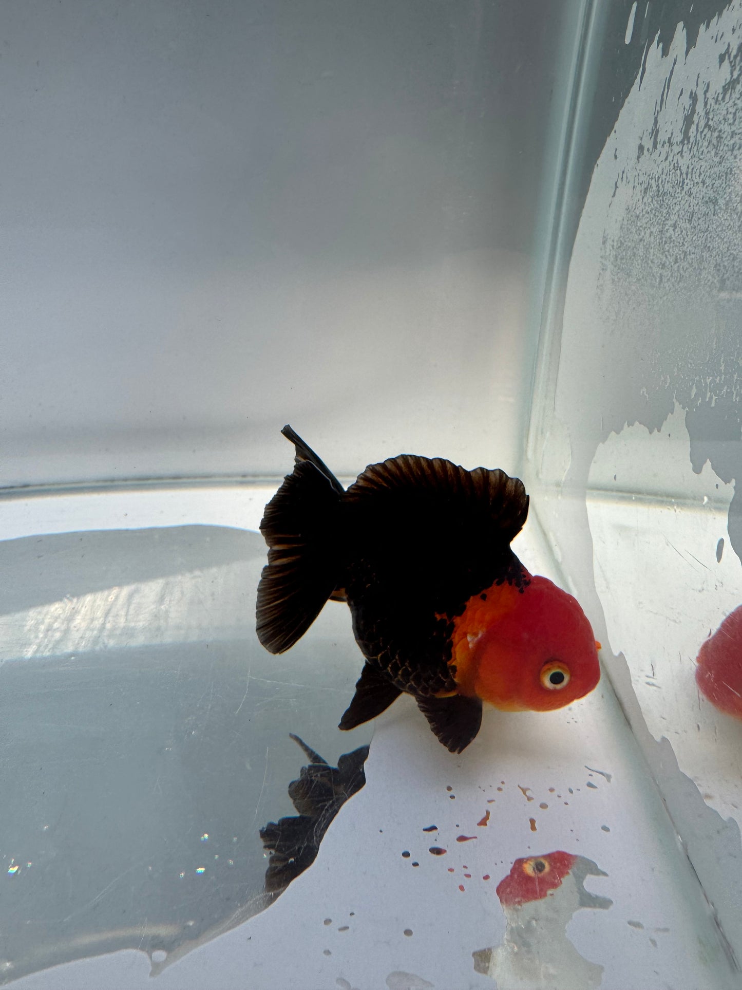 Apache Oranda.  WVF127