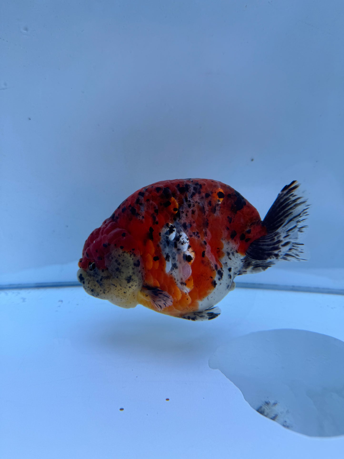 Calico Ranchu.  WVF118