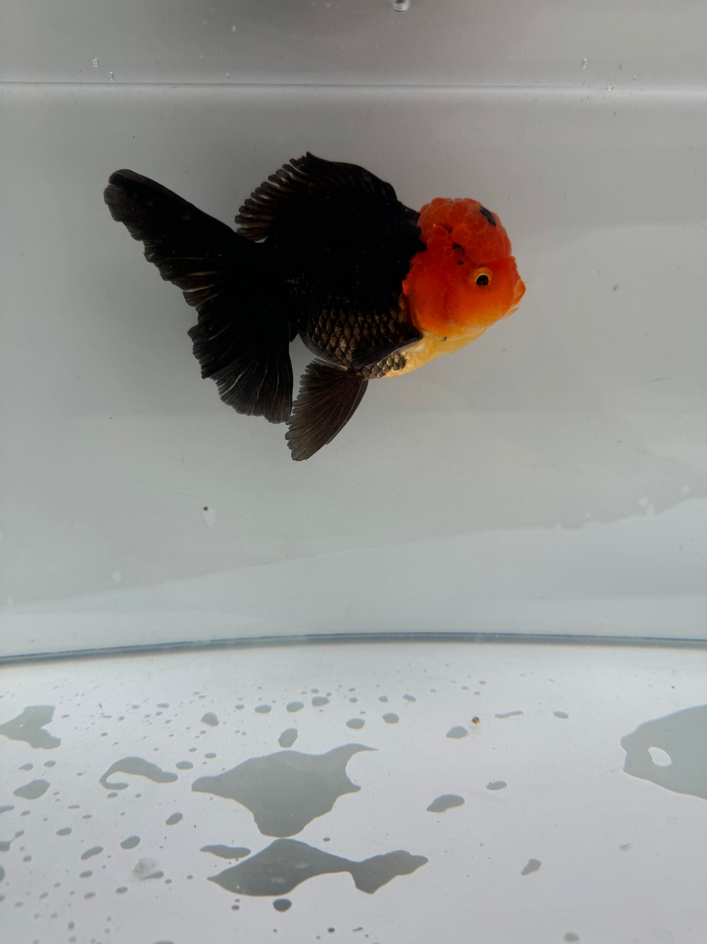 Apache Oranda.  WVF242