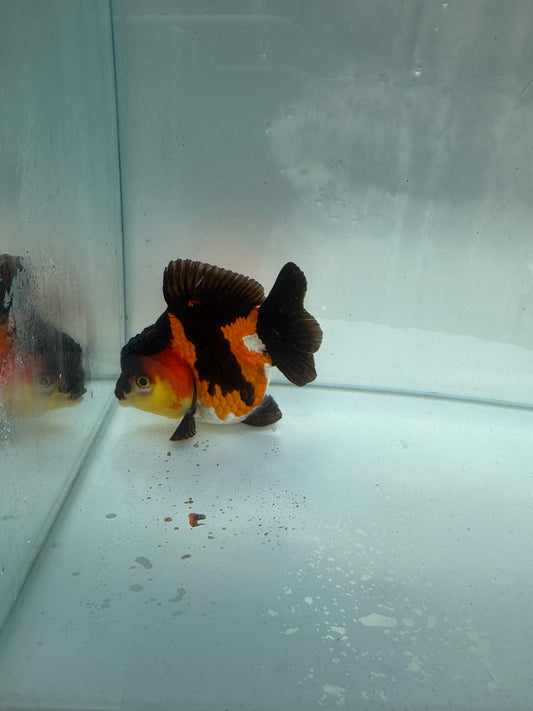Short taił Tricolour Oranda. WVF267. Direct from Nana farm
