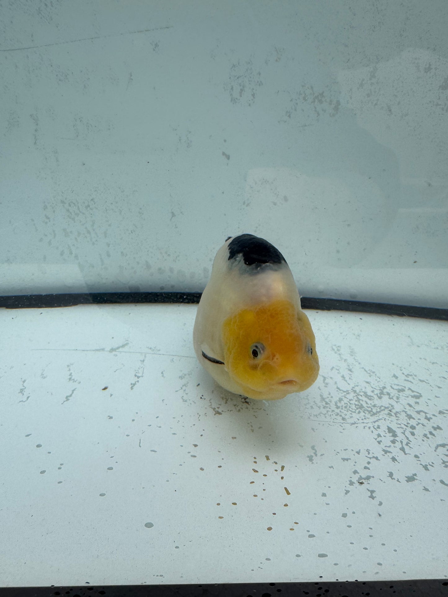 Cow Ranchu. WVF483