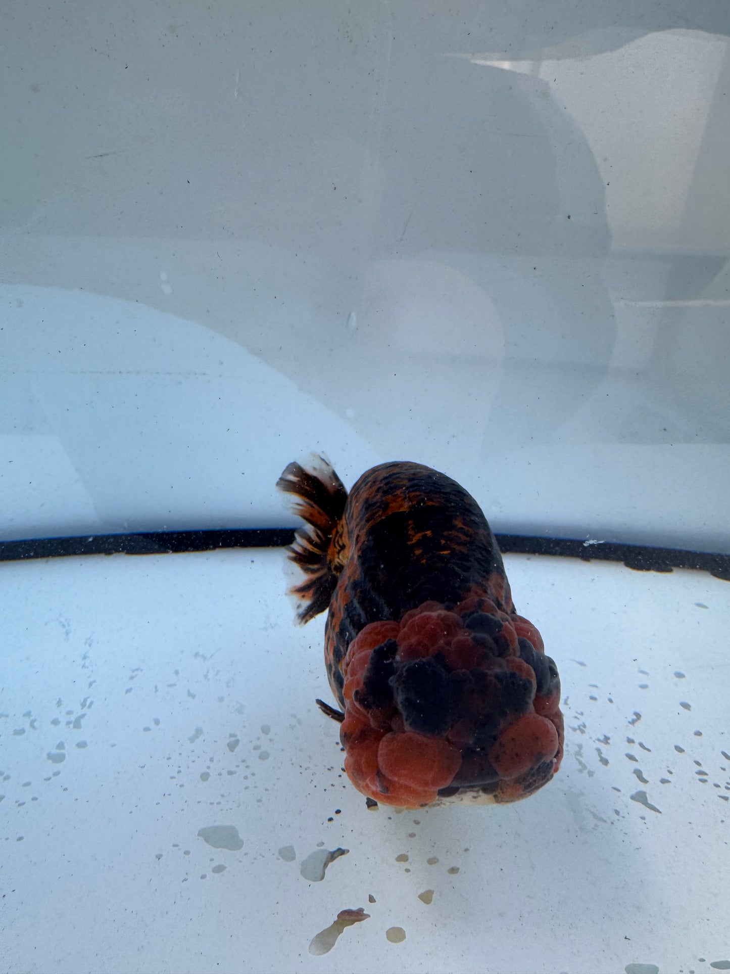Tiger calico Ranchu. WVF611