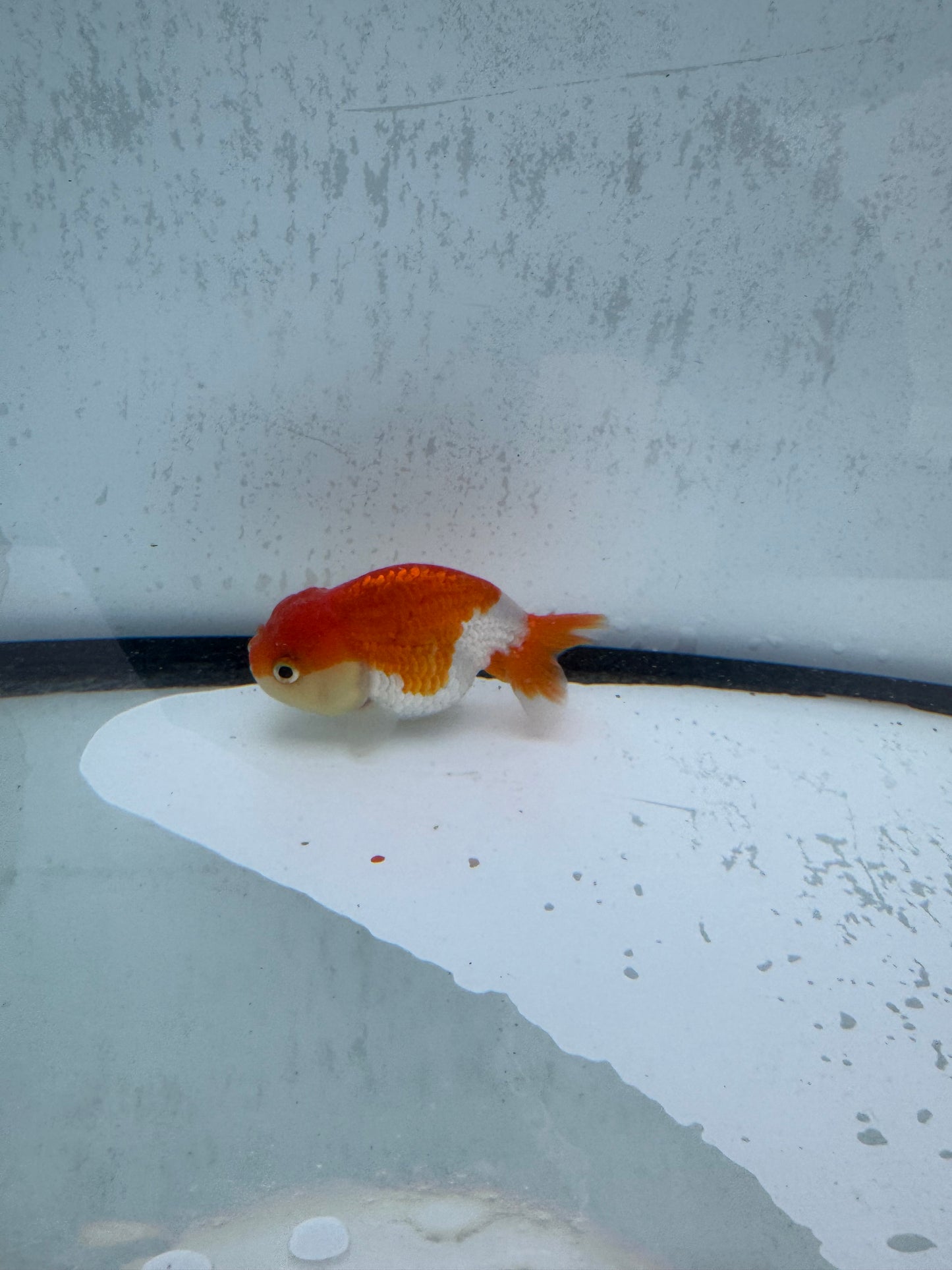 Red&white Ranchu. WVF515