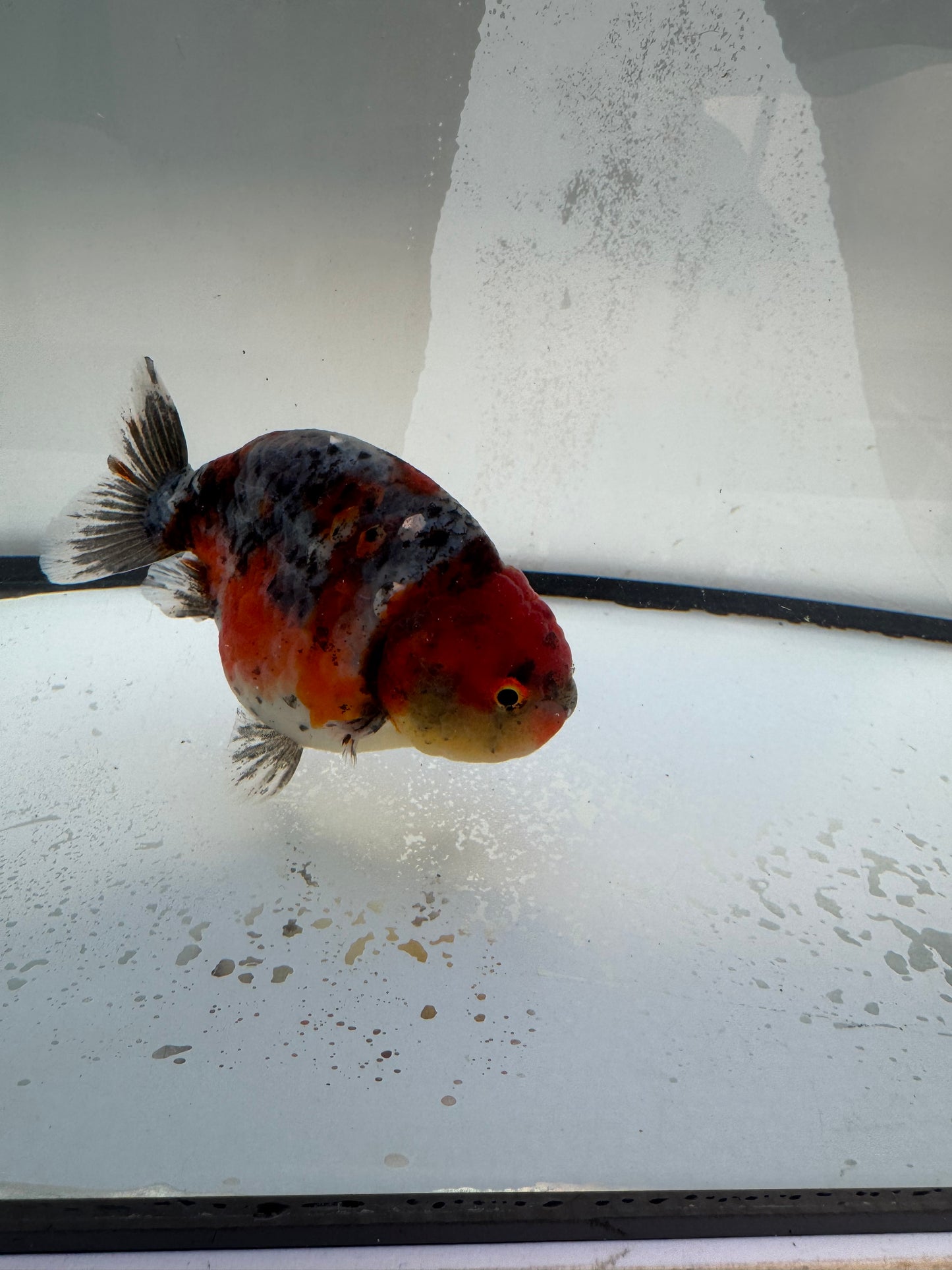 Calico Ranchu. WVF1098