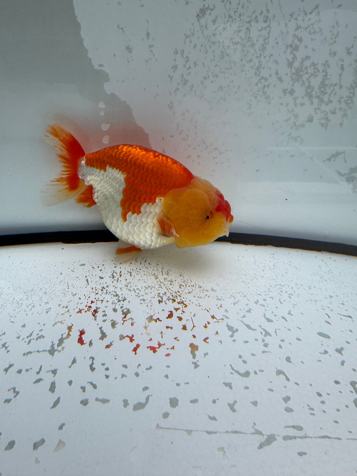 Red&white Ranchu. WVF1106