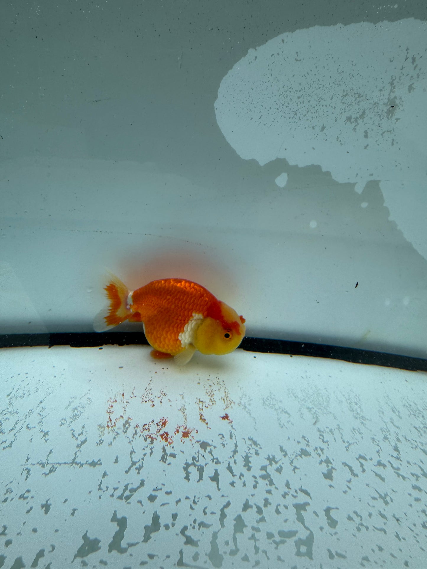 Red&white Ranchu. WVF1012