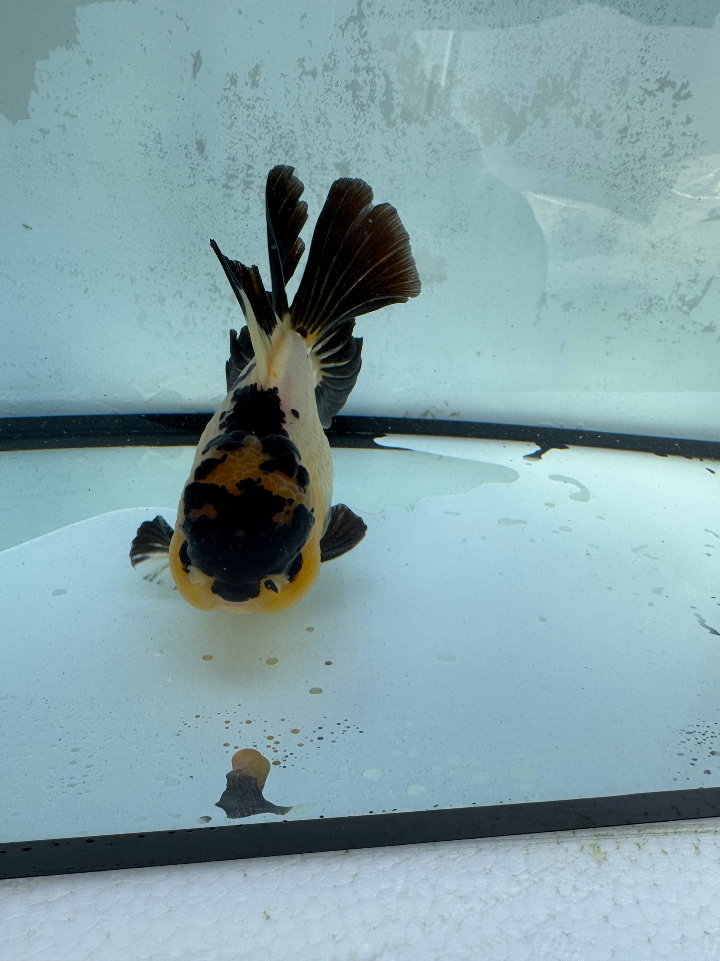Panda Oranda WVF413