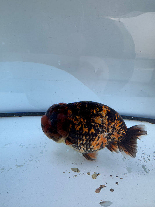 Tiger calico Ranchu. WVF611