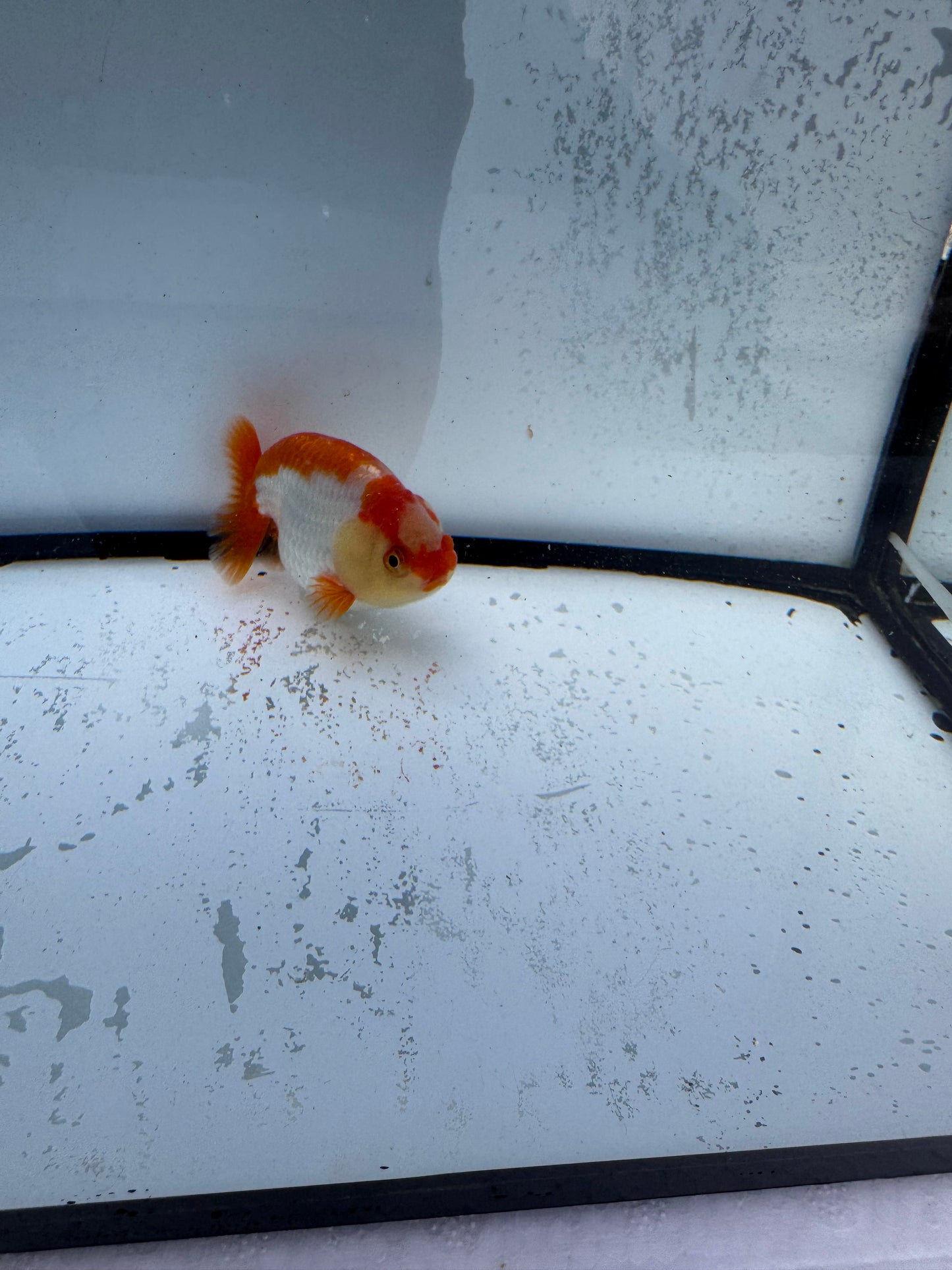 Red&white Ranchu. WVF733