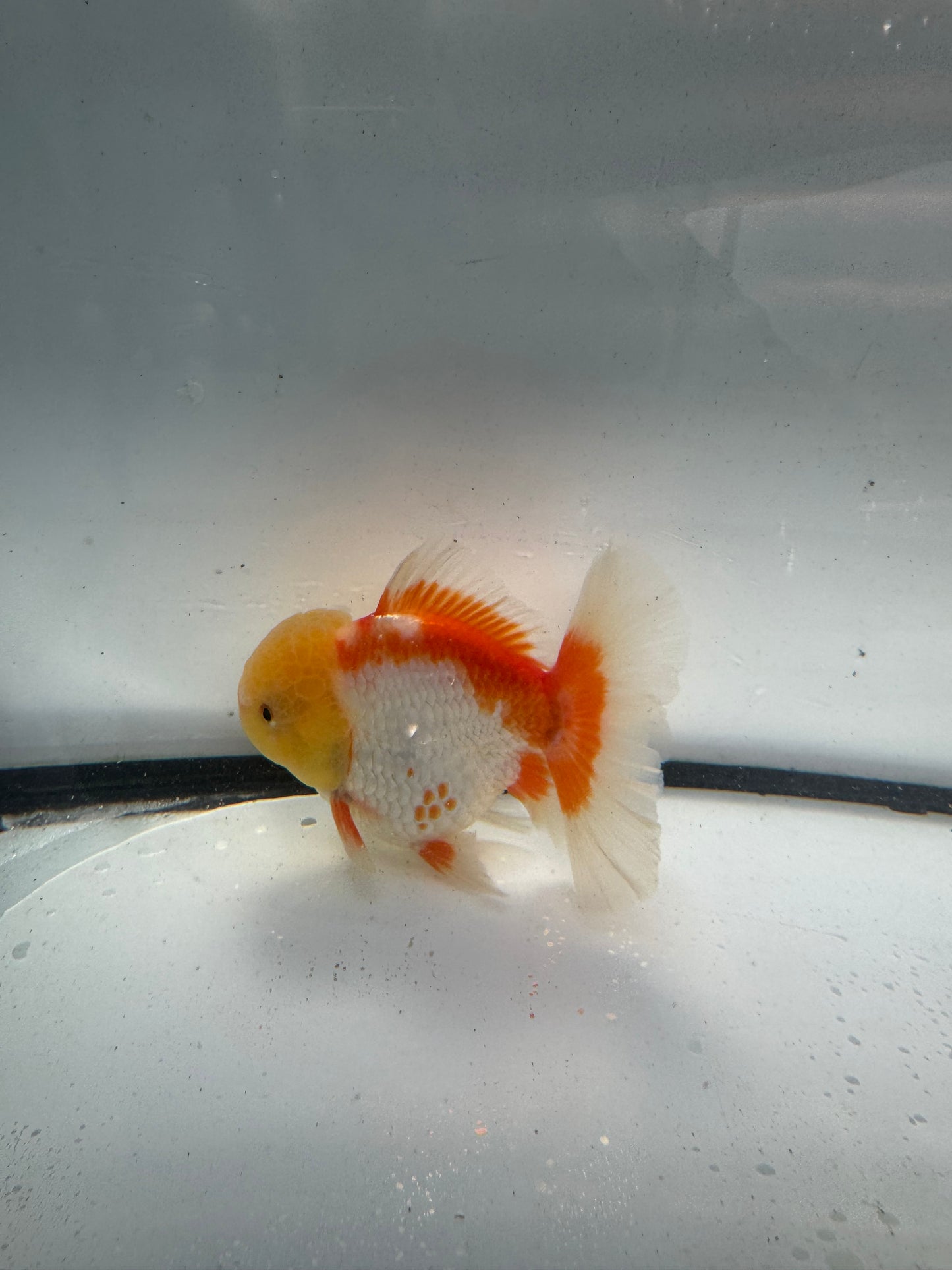 Red&white Oranda. WVF934