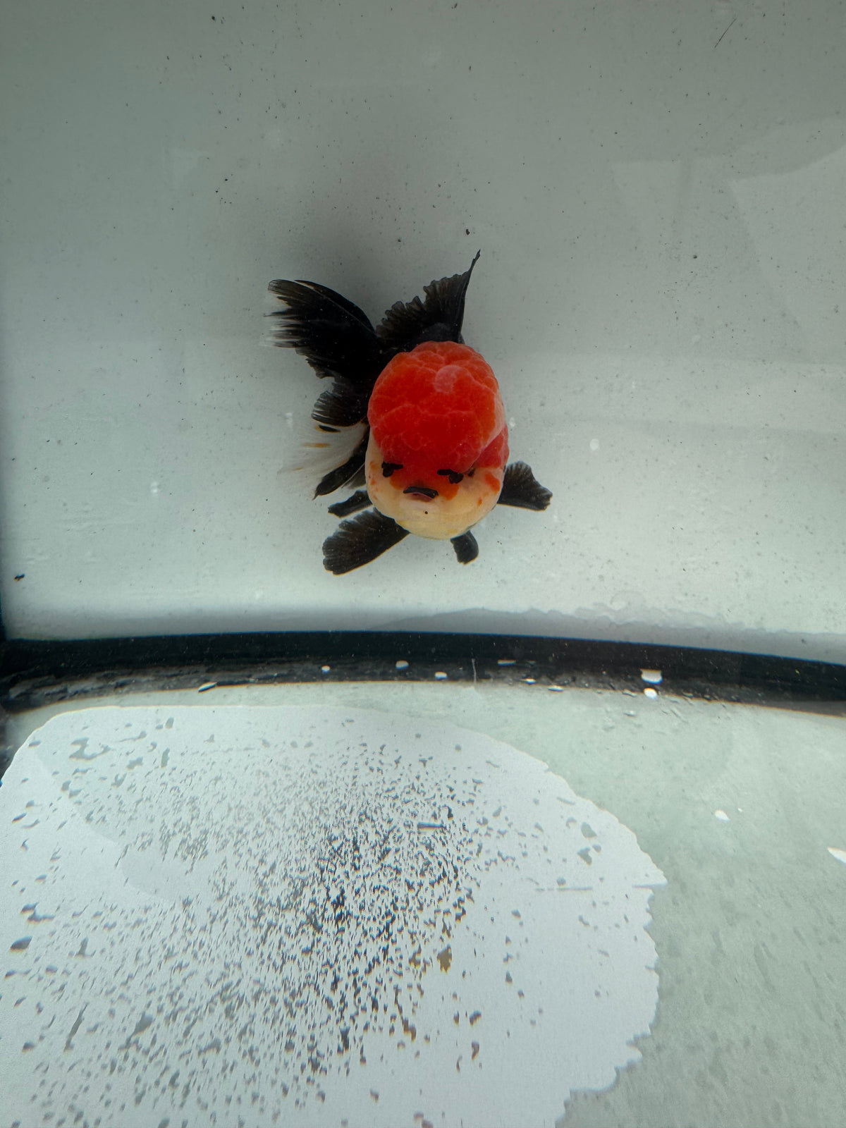 Redhead  black Oranda. WVF1166