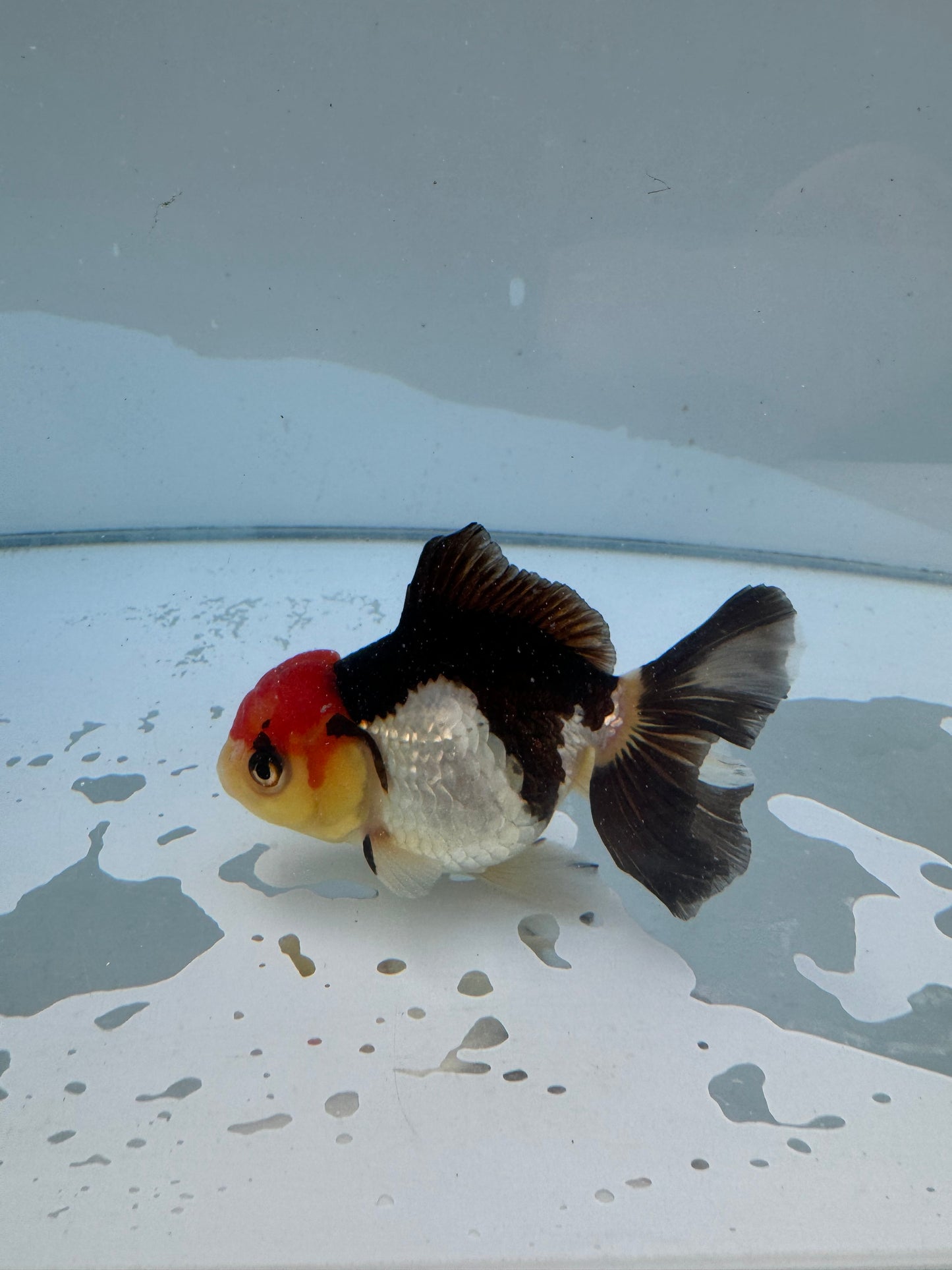 Tricolor Oranda.  WVF052