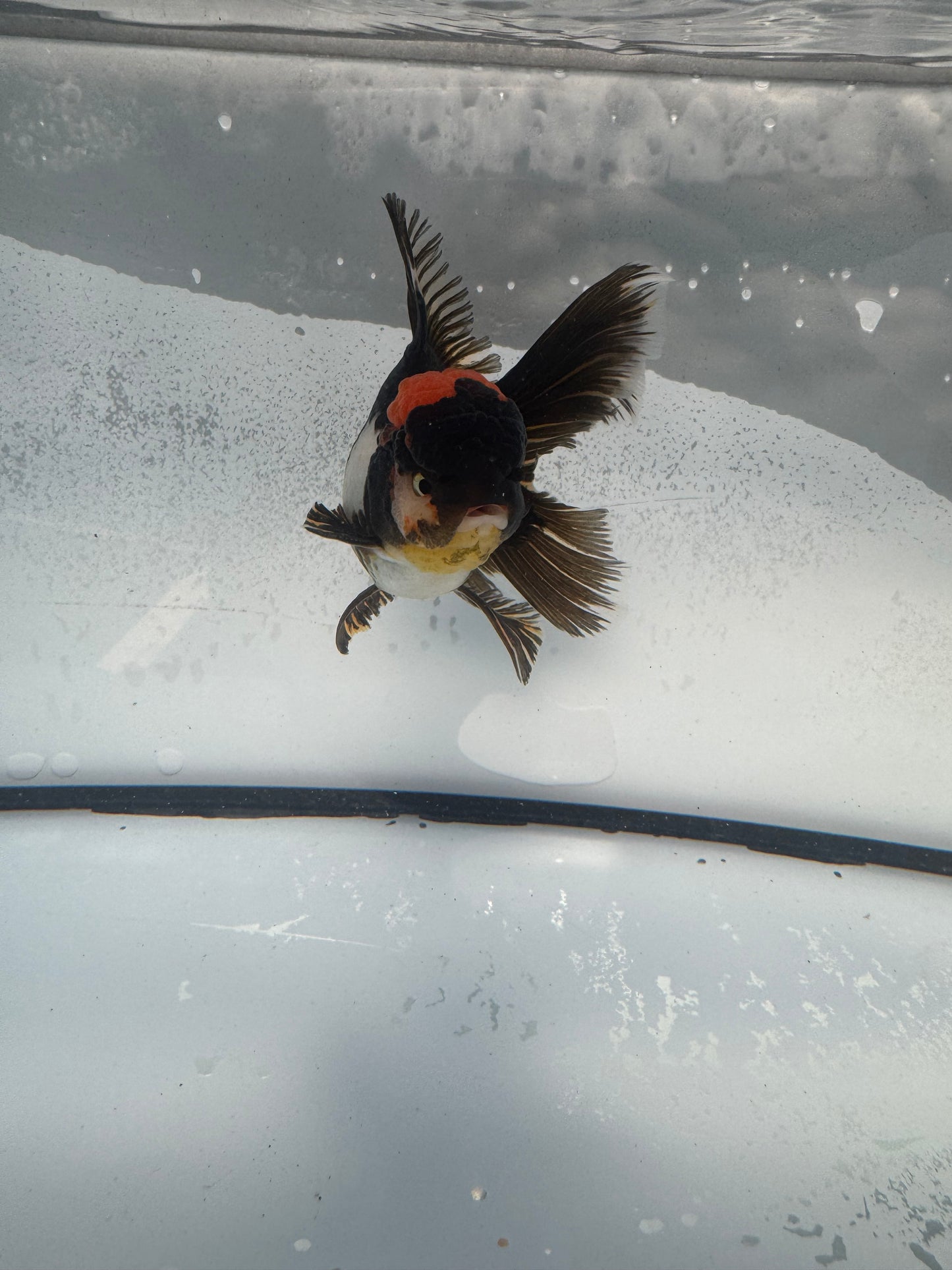 Tricolour Oranda WVF903