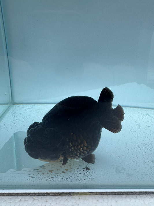 Black buffalo Ranchu. WVF172,Direct from Meng Lee
