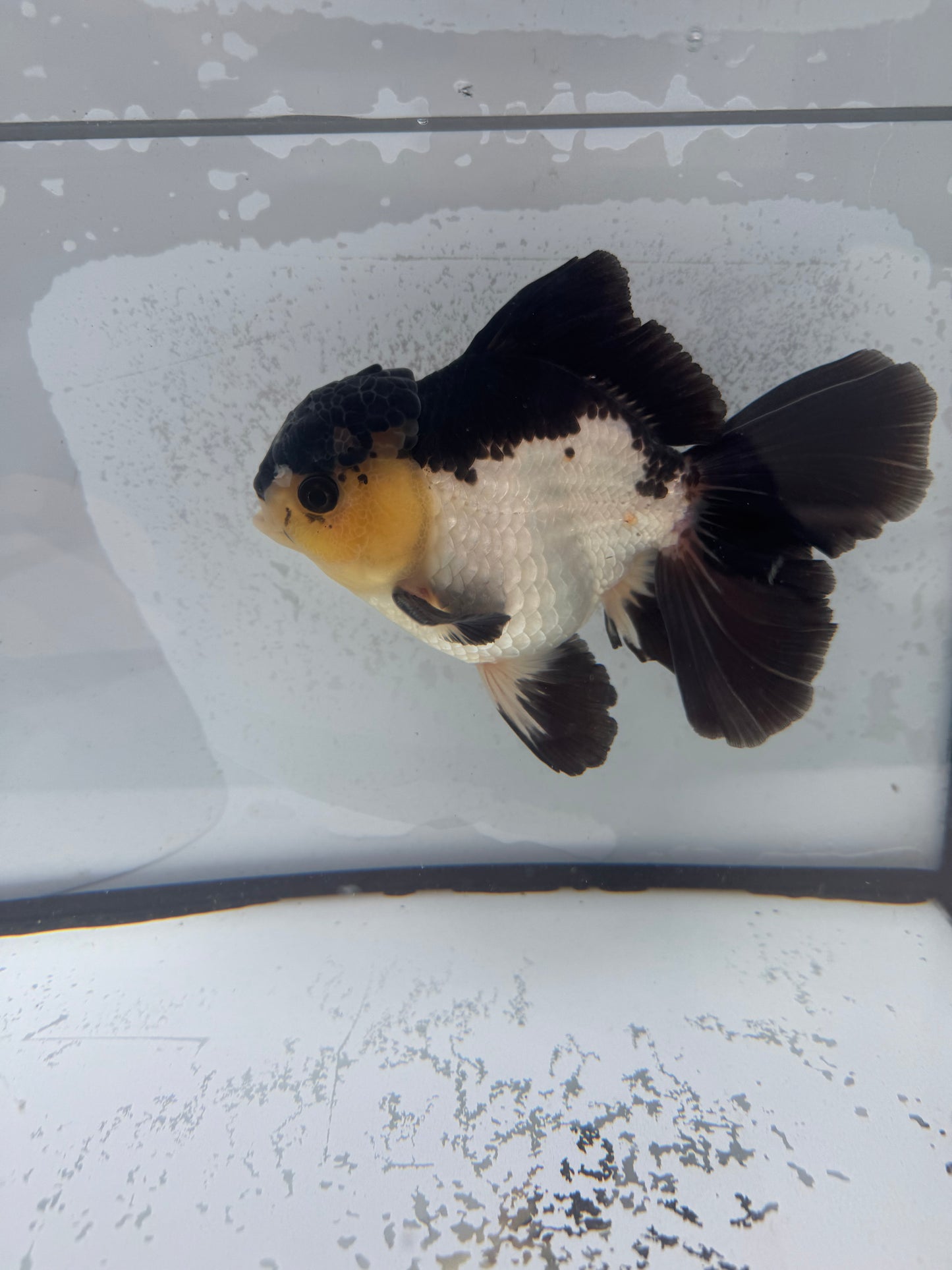 Panda Oranda. WVF469