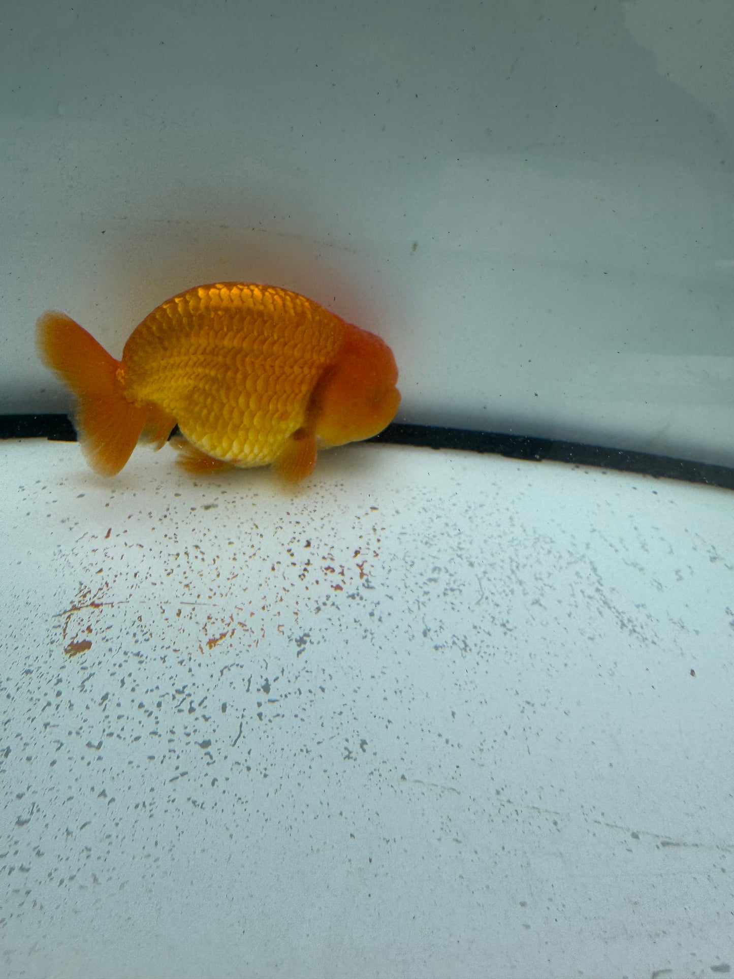 Red Ranchu. WVF994