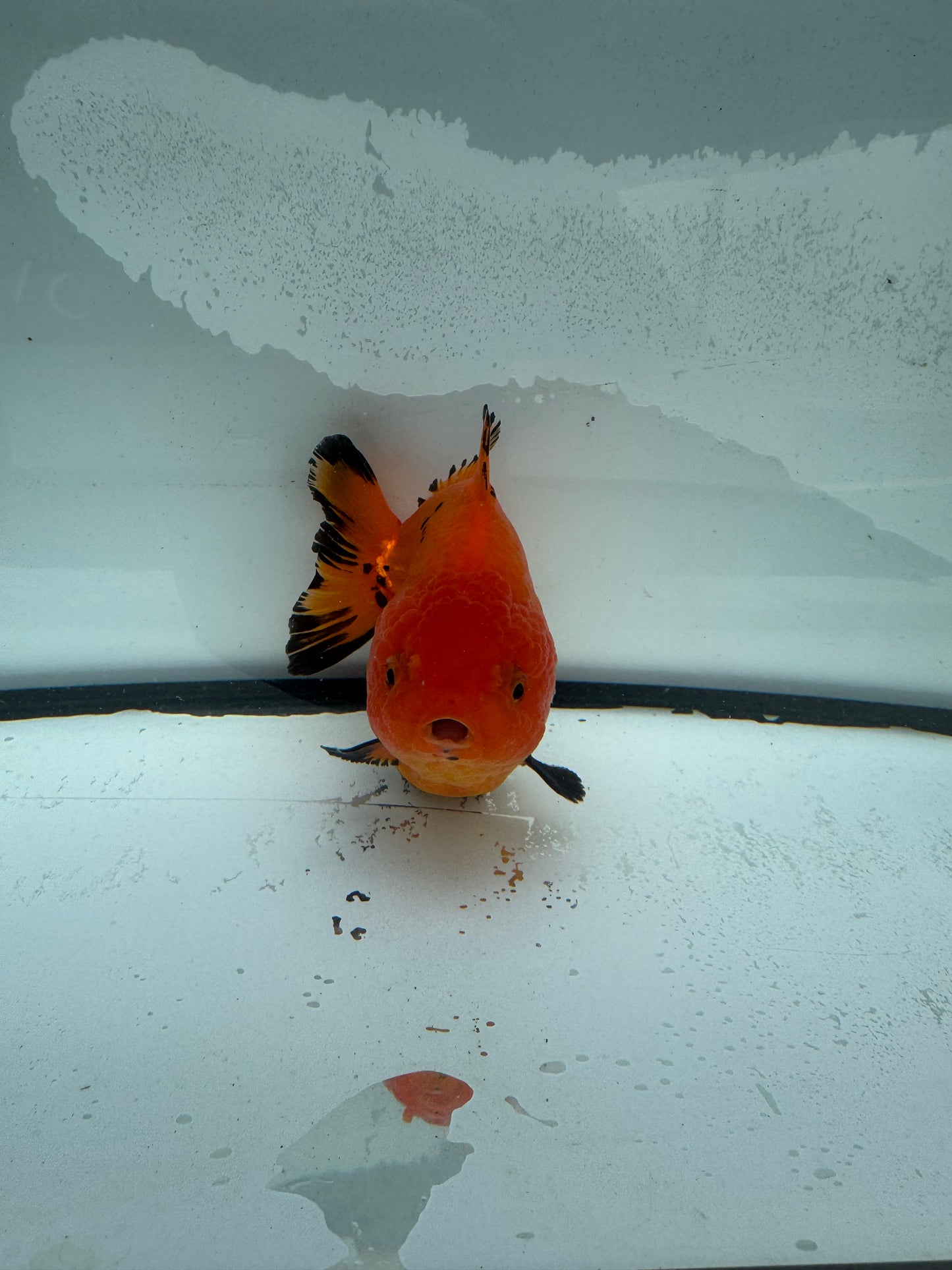 Short tail Oranda. WVF928