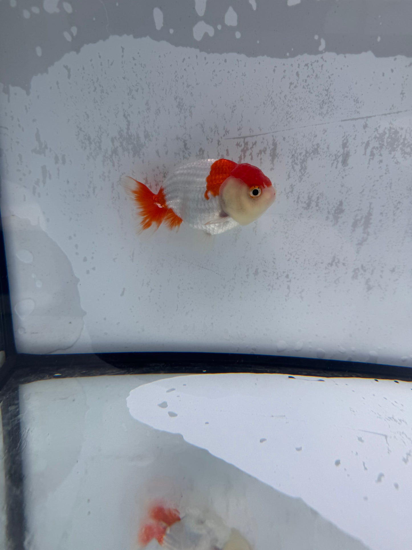 Red&white Ranchu. WVF504