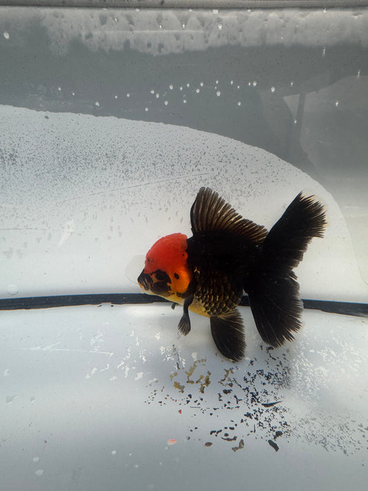 Redhead Black Oranda. WVF904