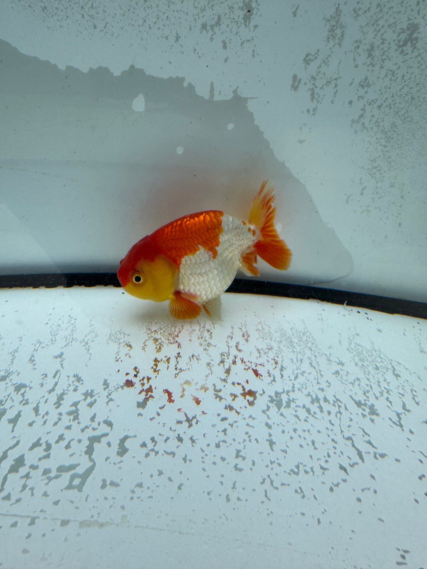 Red&white Ranchu.  WVF1008