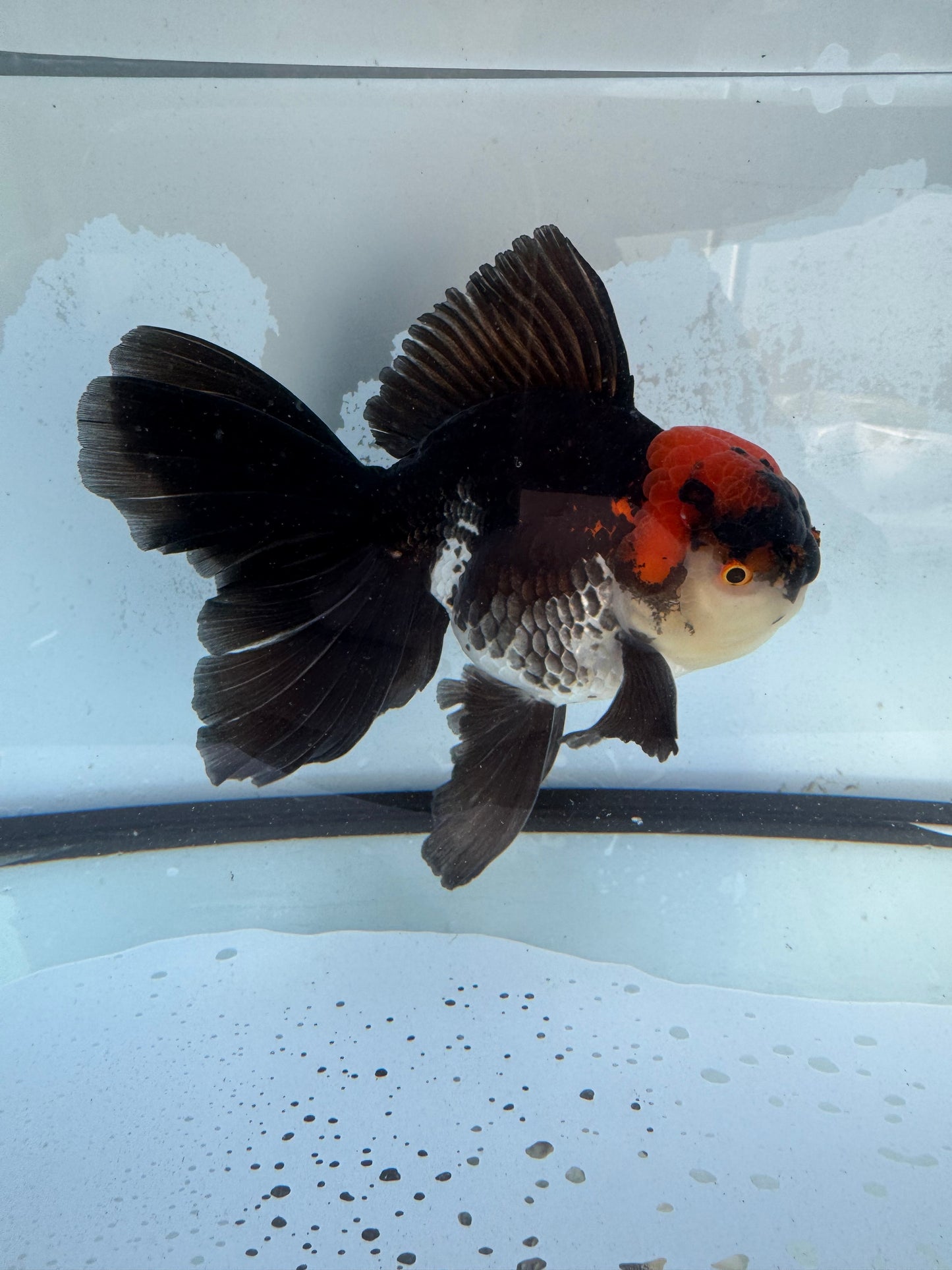 Tricolour Oranda. WVF412