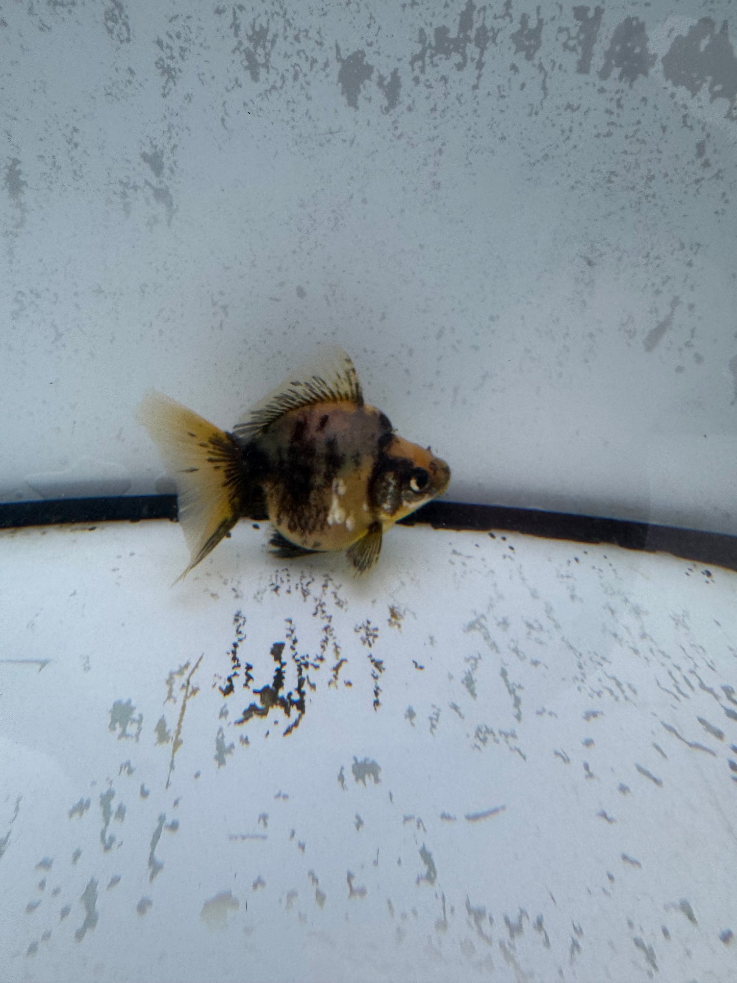 Calico broadtail Ryukin. WVF582