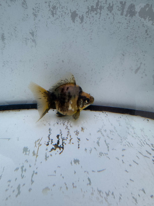 Calico broadtail Ryukin. WVF582