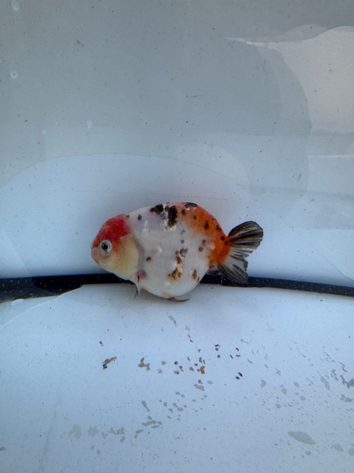 Calico Ranchu. WVF609