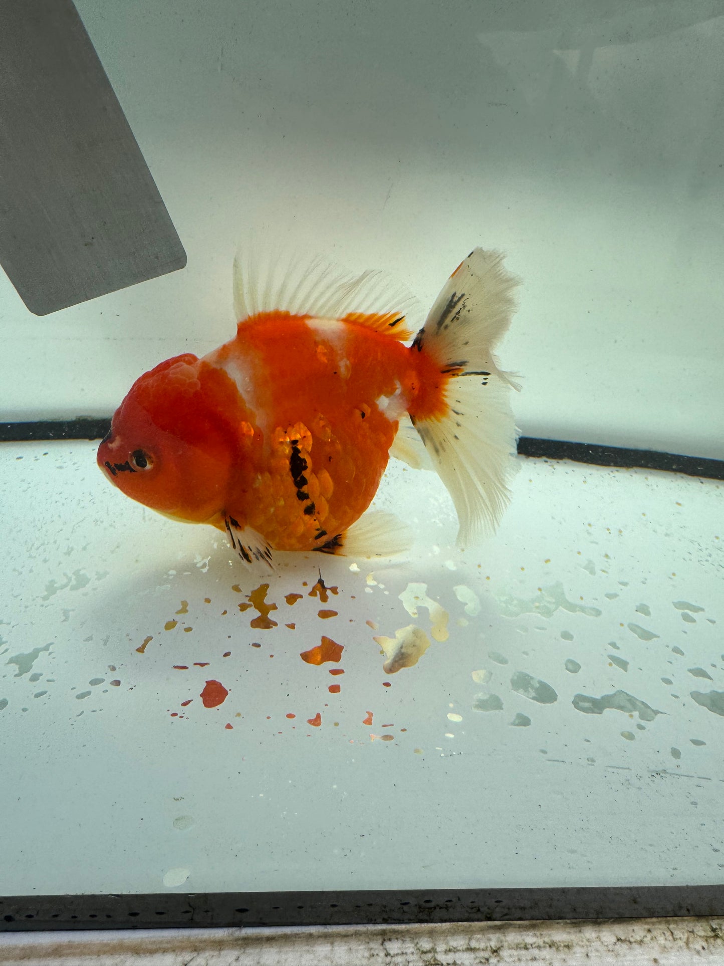 Calico Oranda. WVF1049