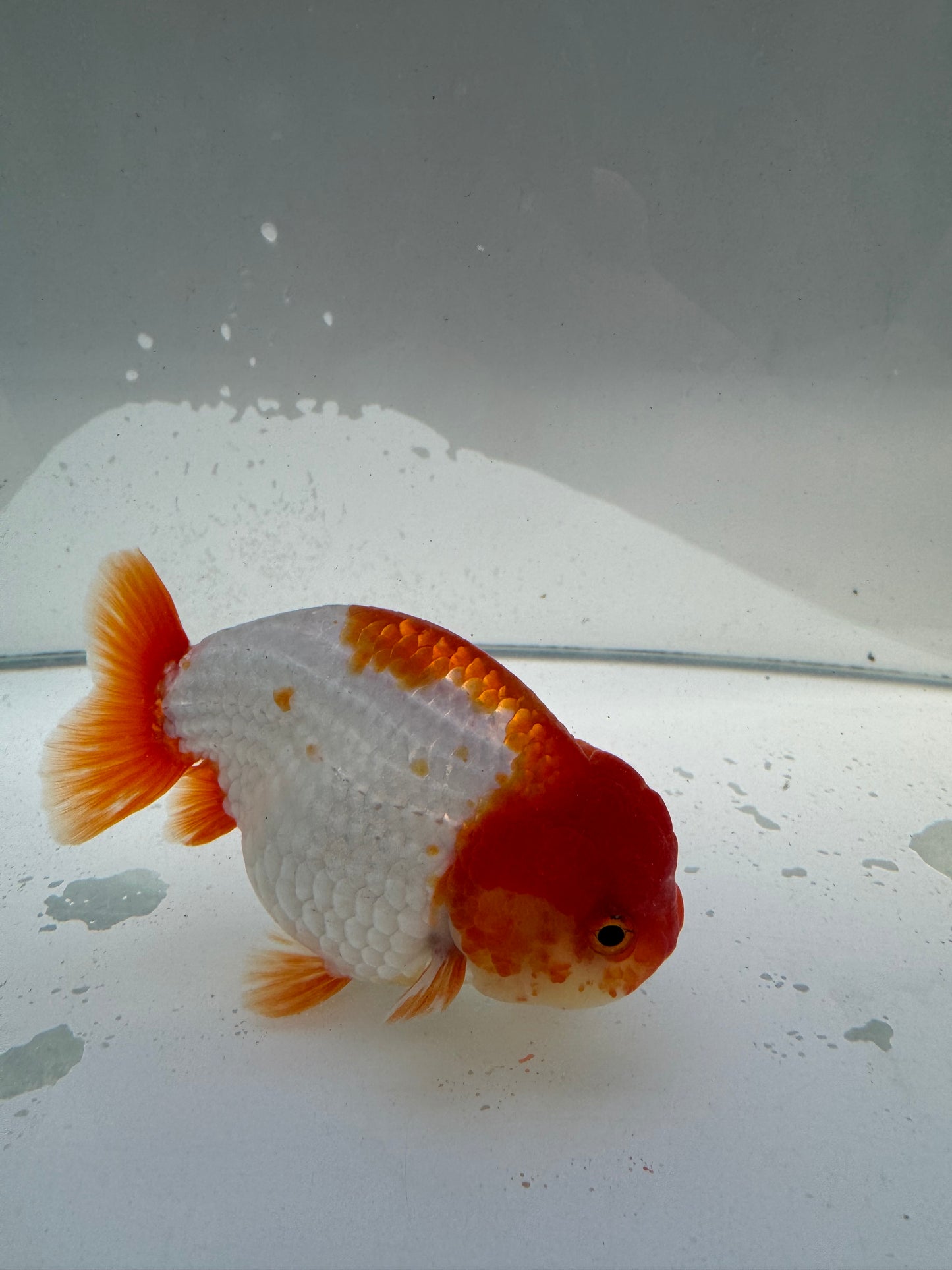 Red&white Ranchu.  WVF031