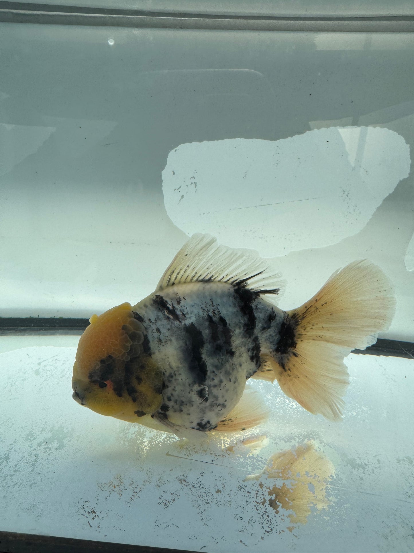 White tiger Oranda. WVF1033