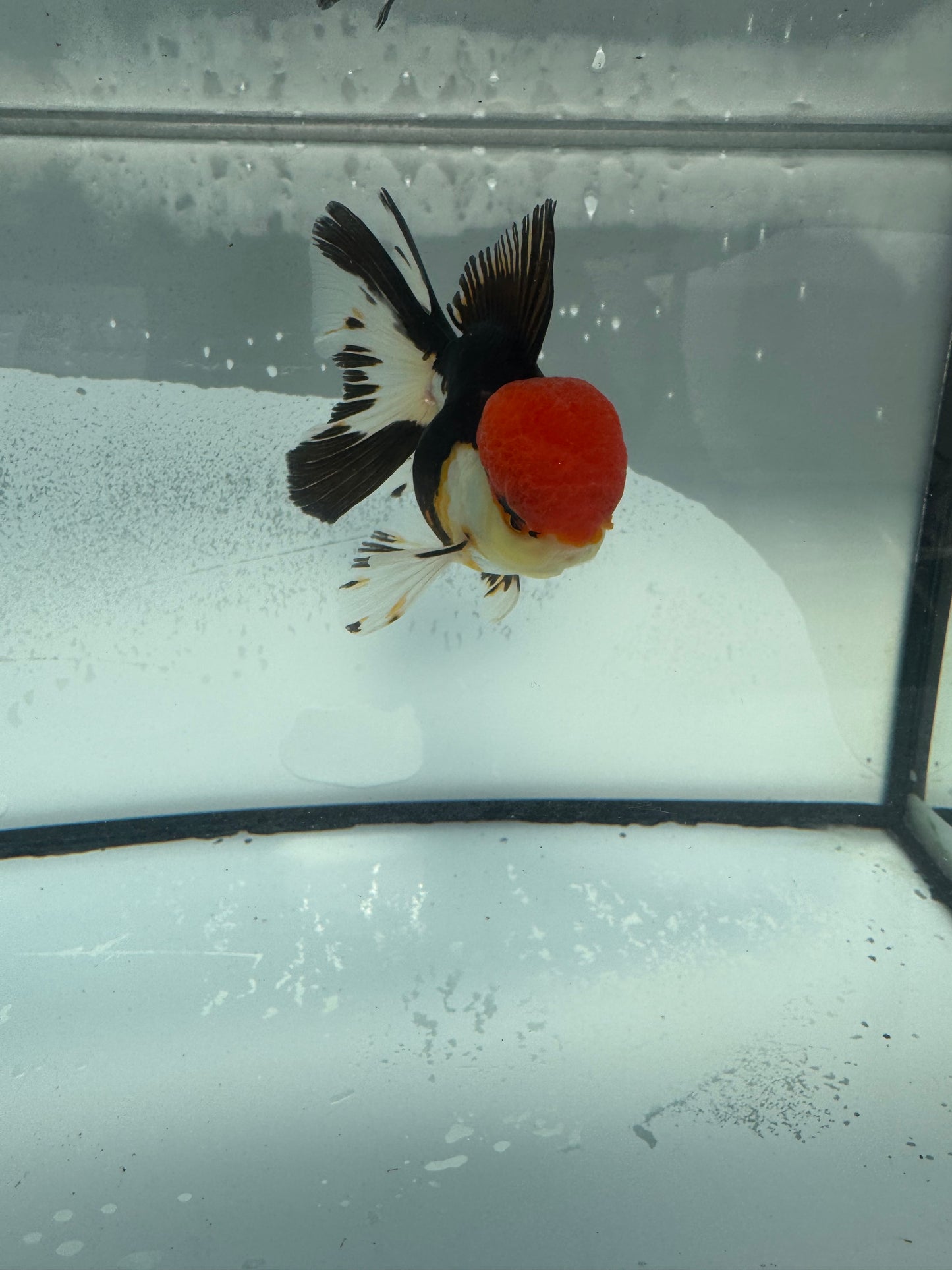 Tricolour Oranda WVF901