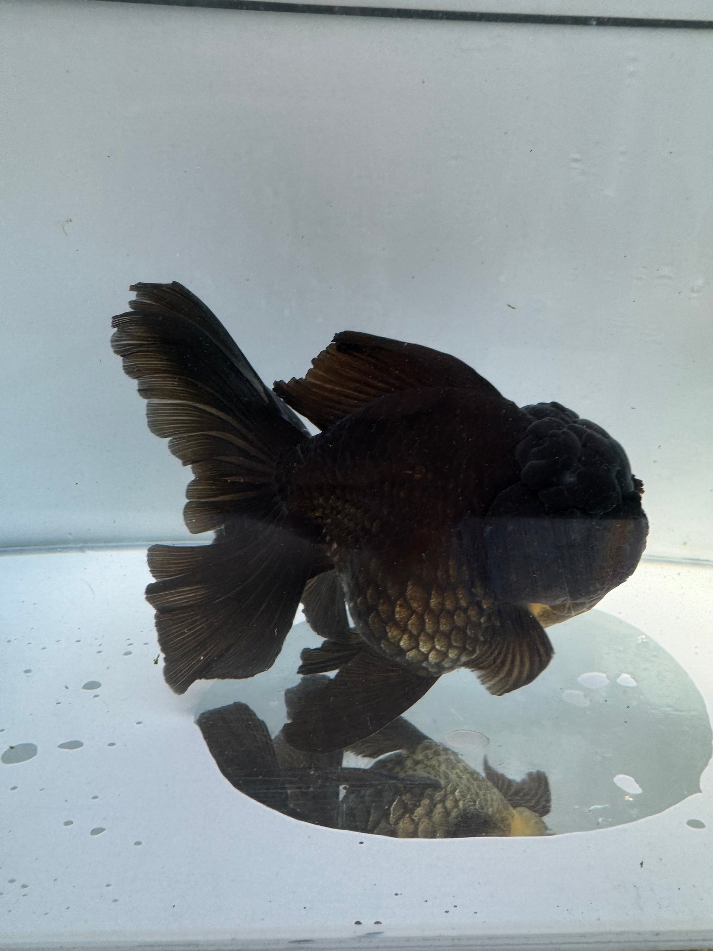 Black Oranda.  WVF157