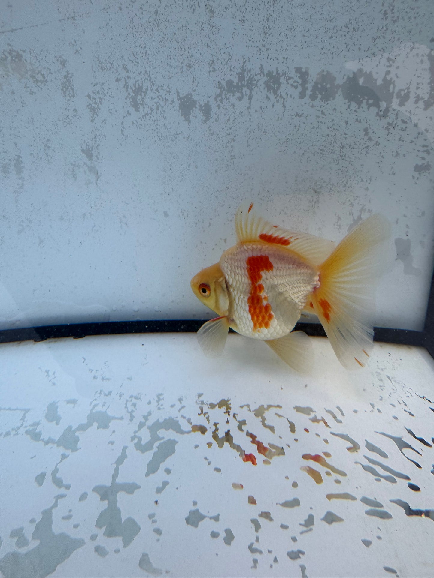 Red&white Broadtail Ryukin. WVF562