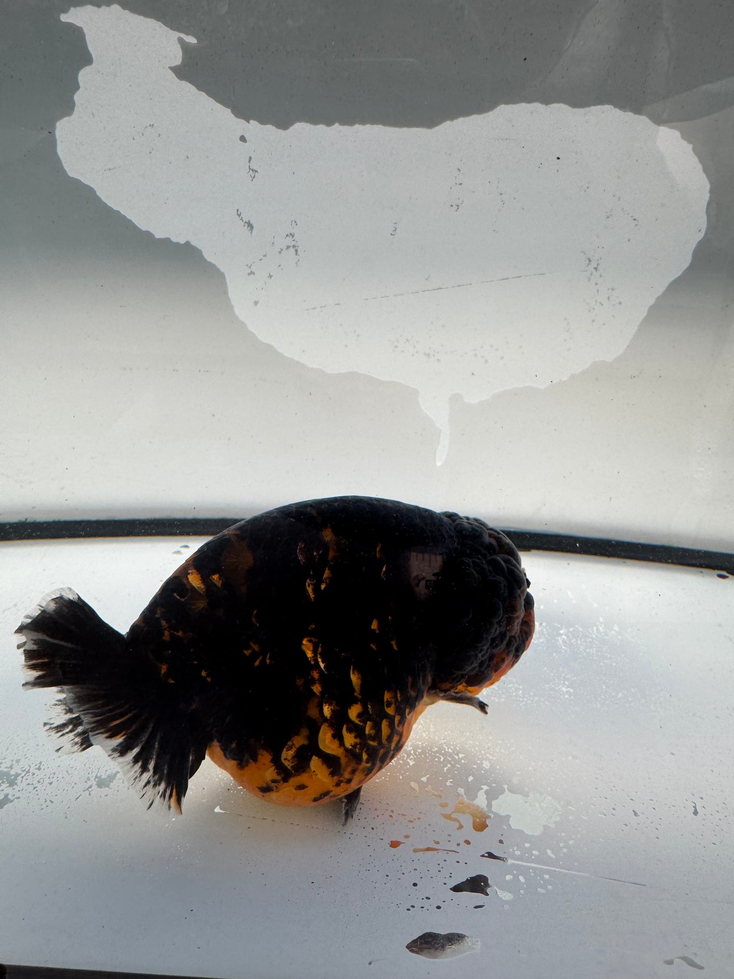Red&black Ranchu. WVF1035