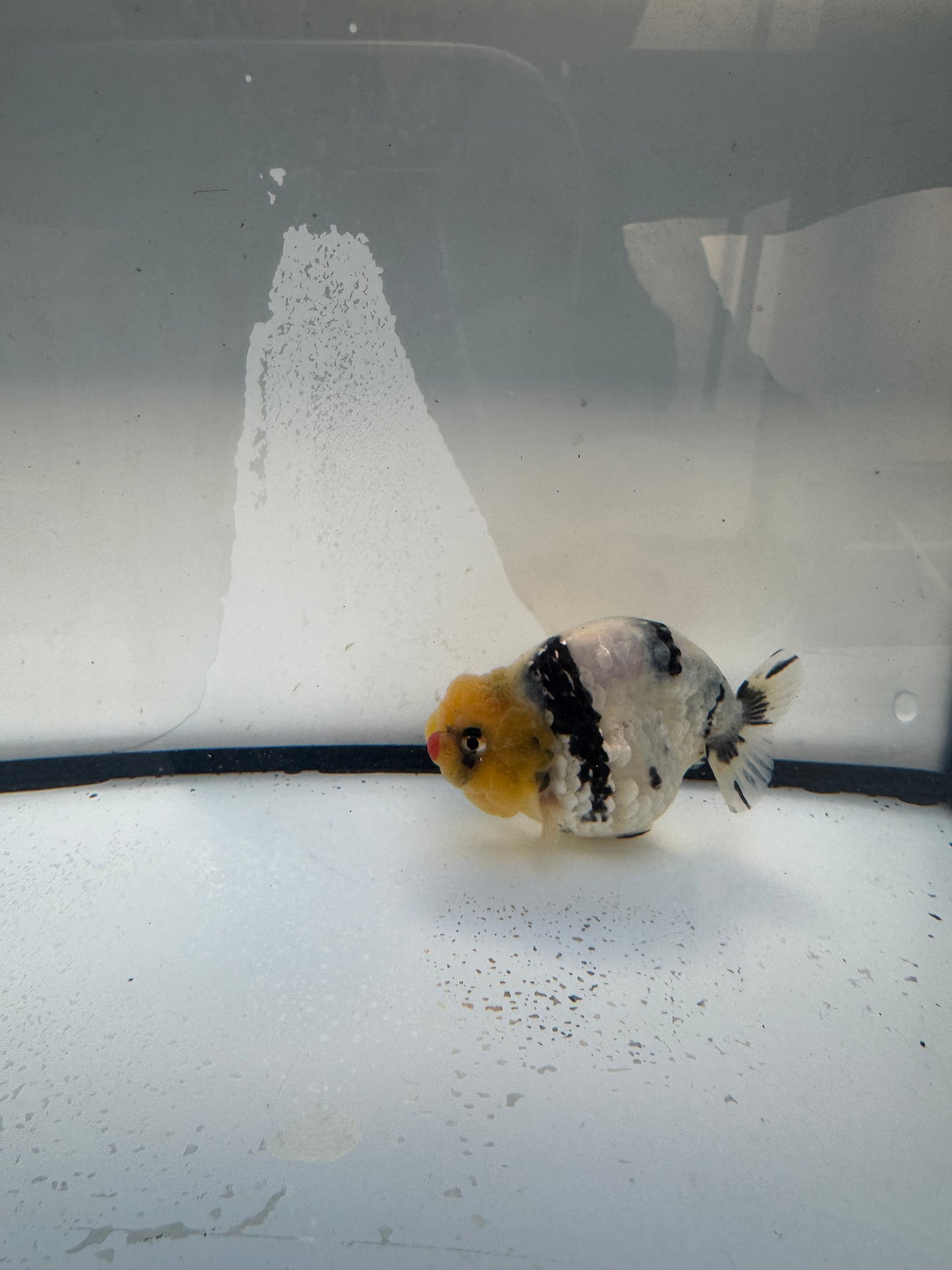 White tiger ranchu. WVF1084