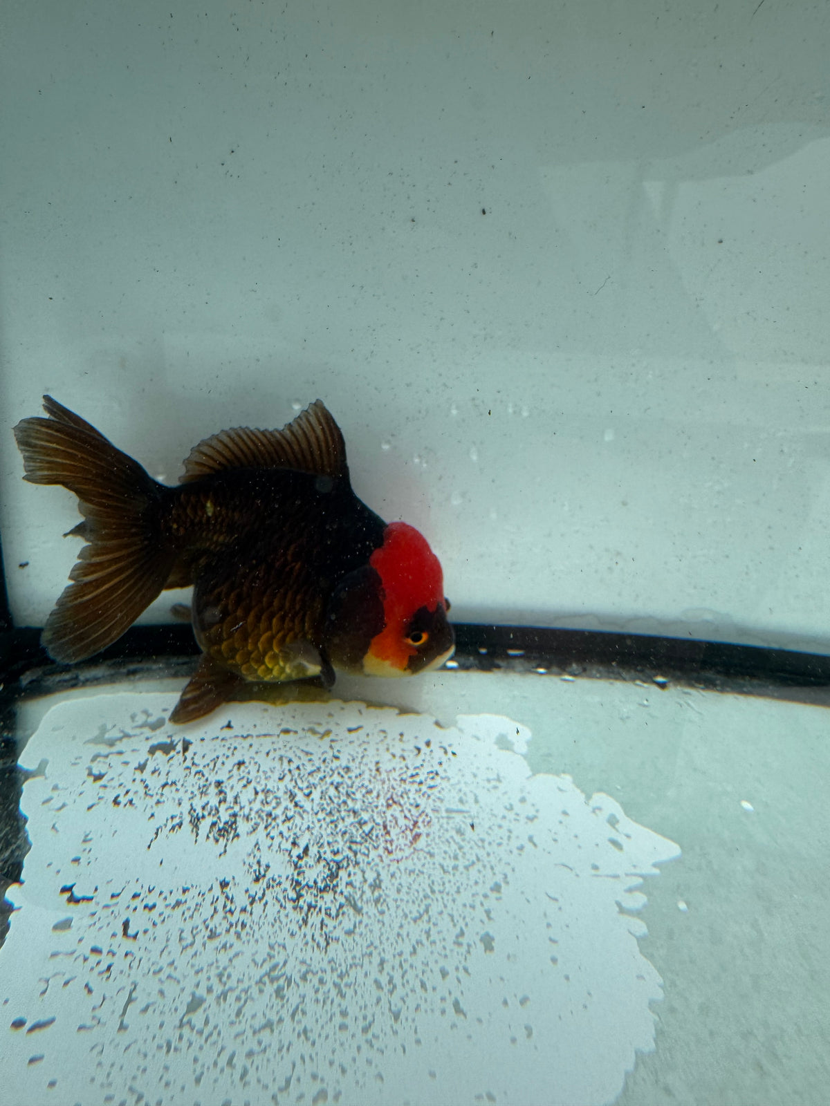 Redhead black/ bronze Oranda. WVF1163