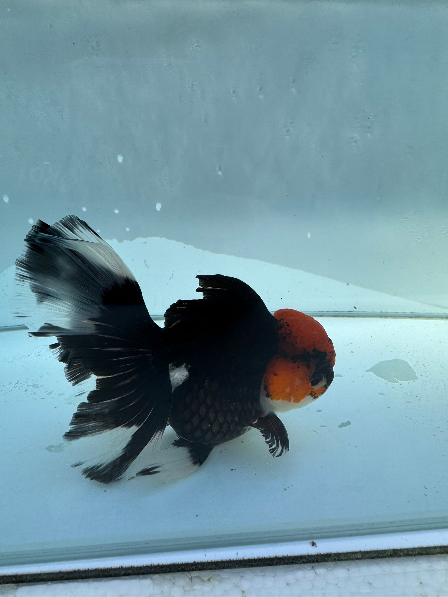 Tricolour Oranda.  WVF029