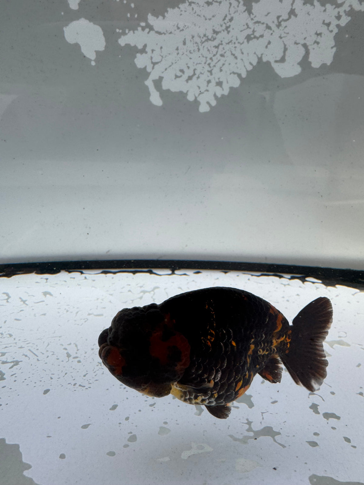 Red tiger ranchu. WVF1192