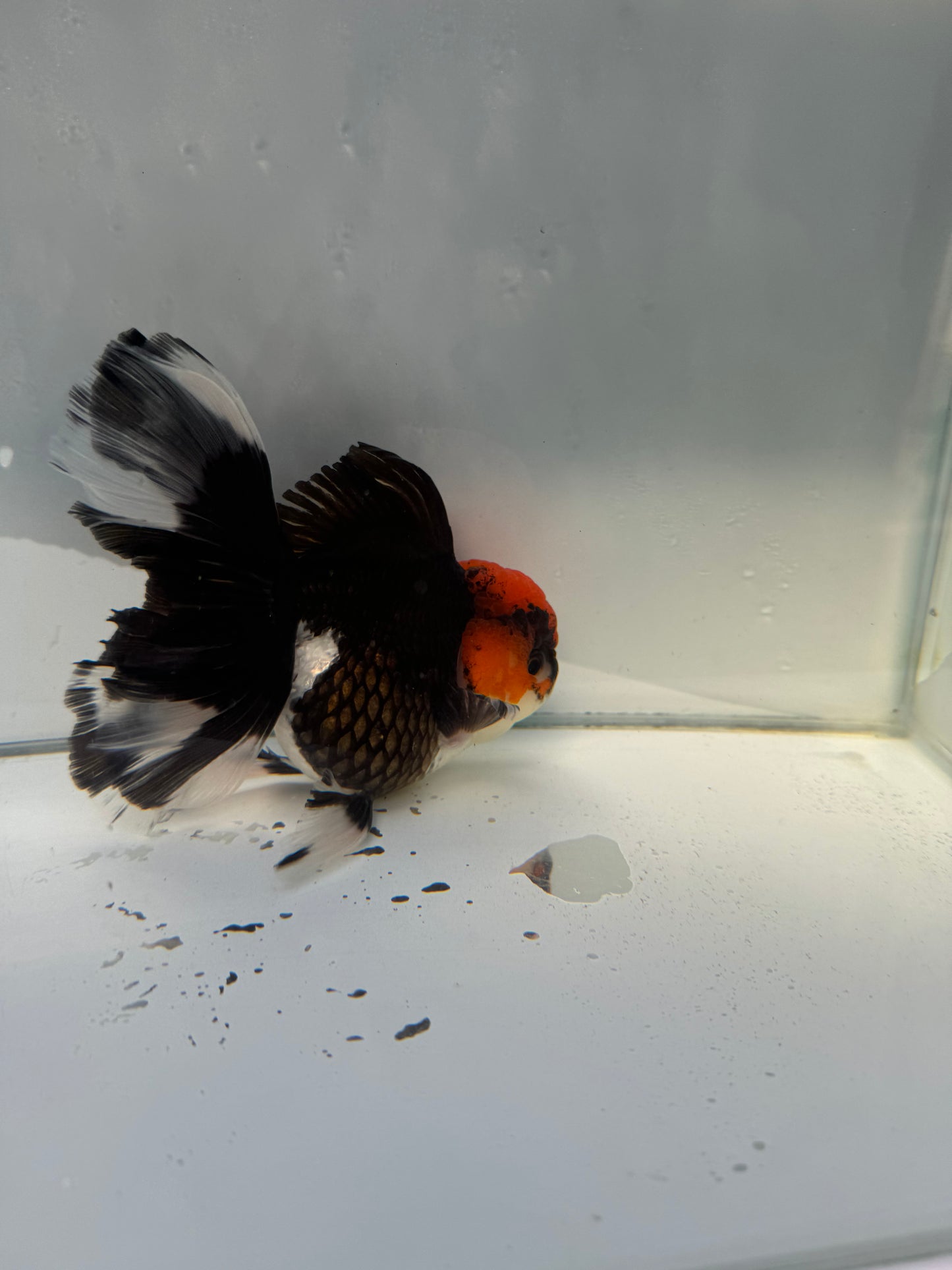 Tricolour Oranda.  WVF029