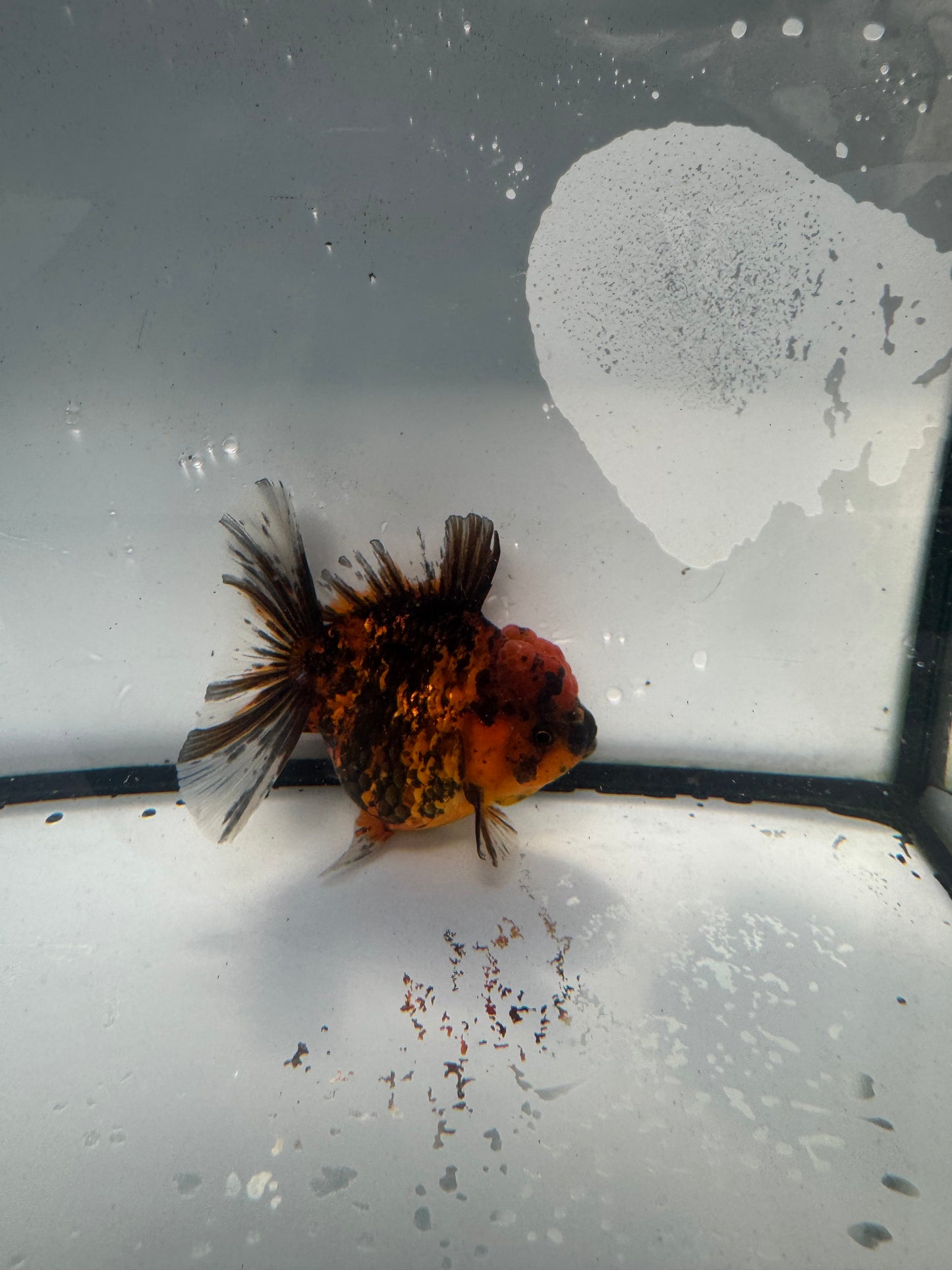 Red tiger Oranda. WVF940