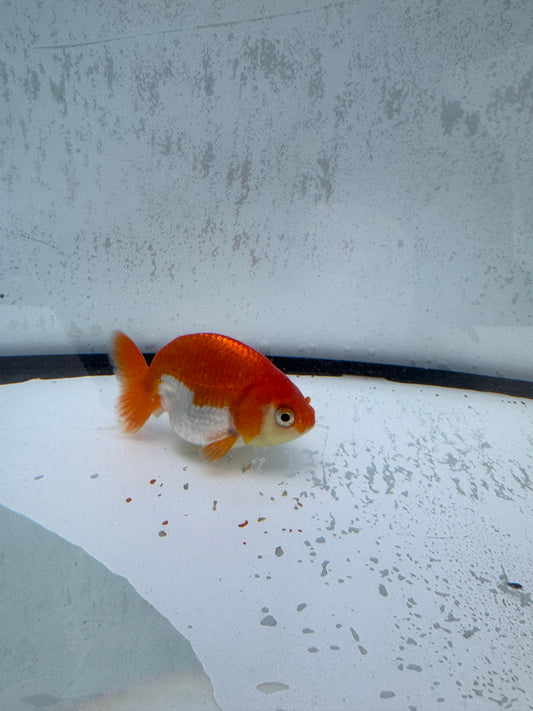 Red&white Ranchu. WVF513