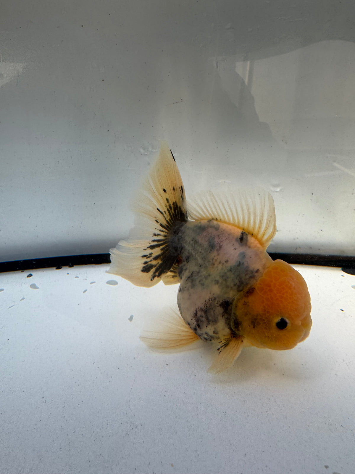 White tiger Oranda. WVF1227
