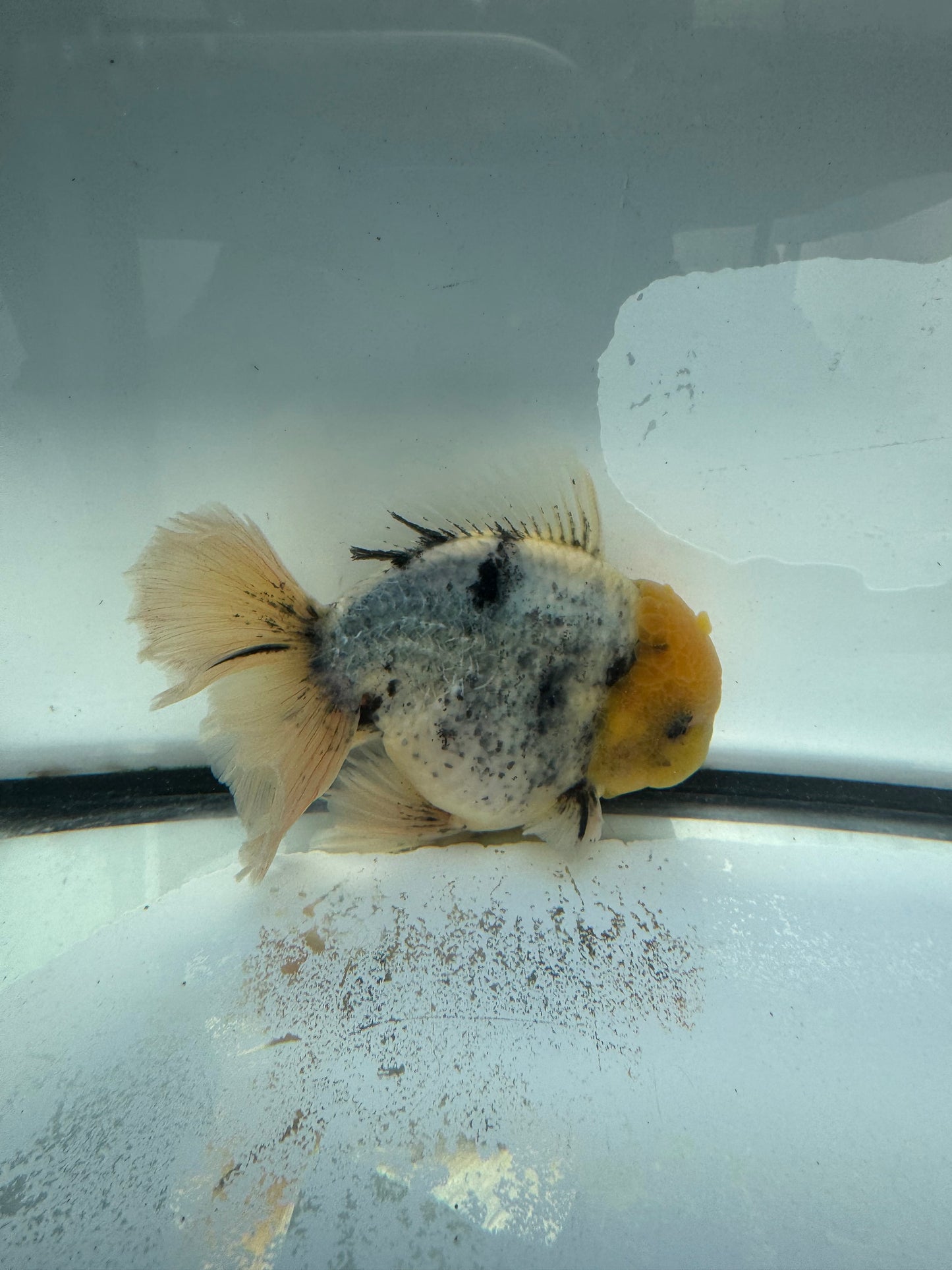 White tiger Oranda. WVF1033