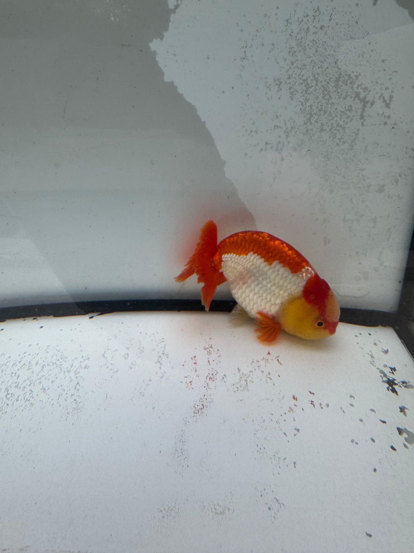 Red&white Ranchu. WVF996