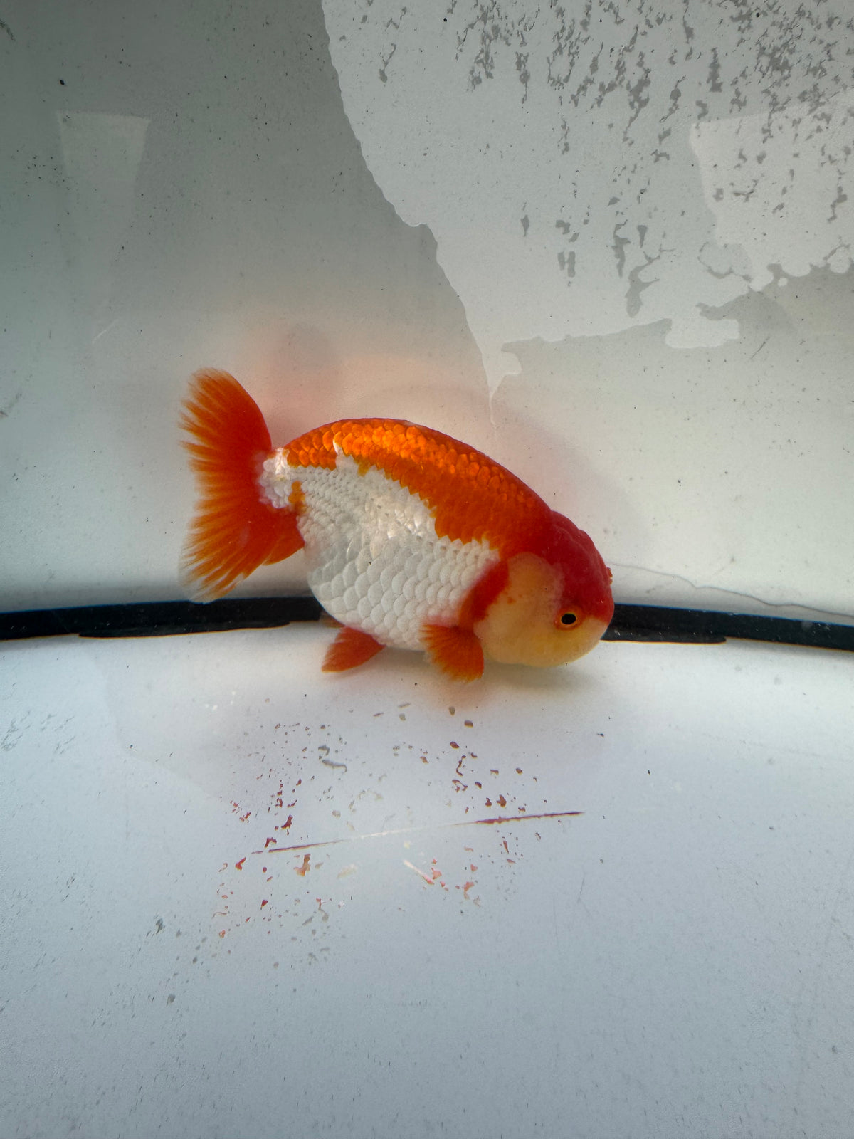 Red&white Ranchu. WVF1219