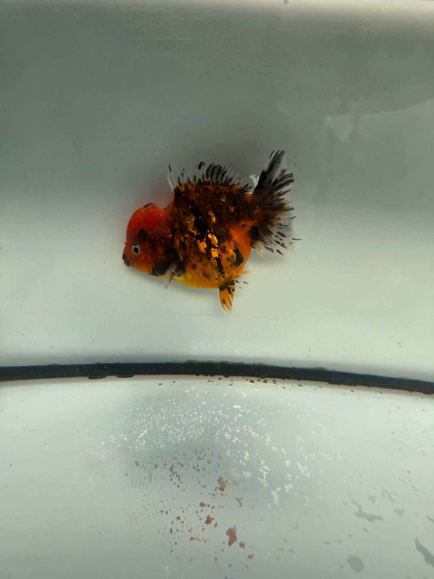 Red tiger short tail Oranda. WVF1056